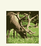 visit the Star Valley Web site